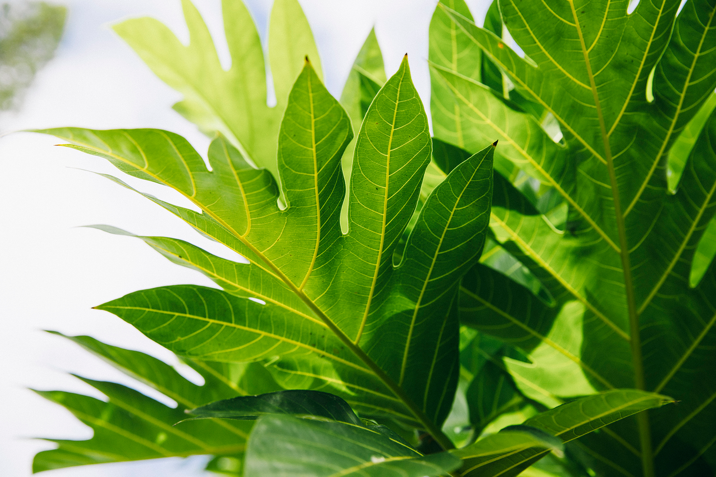 photo of an ulu leaf